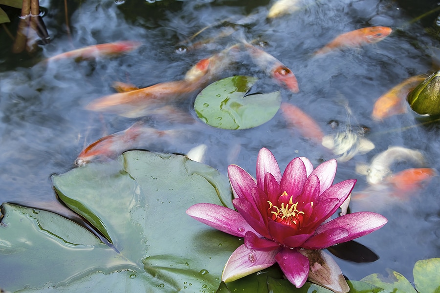 Create a Peaceful Backyard with Custom Water Features